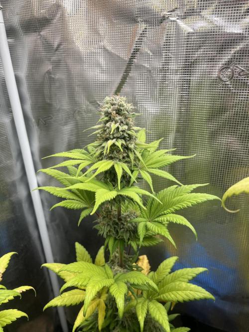 Kiwi x Papaya. Mavericks Genetics. Week 12