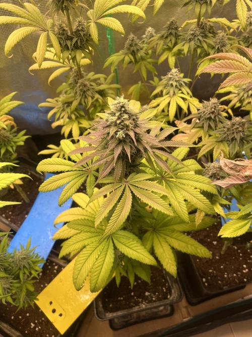 Green Gelato. RoyalQueenSeeds. Week 12