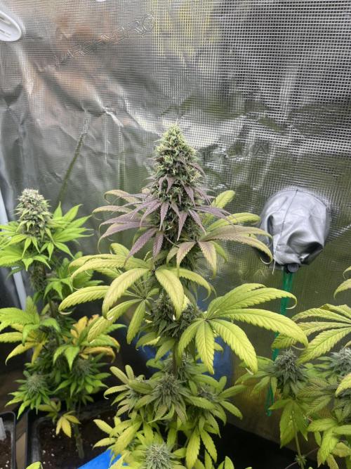 Green Gelato. RoyalQueenSeeds. Week 12