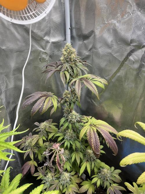 Papayton. Fastbuds. Week 13