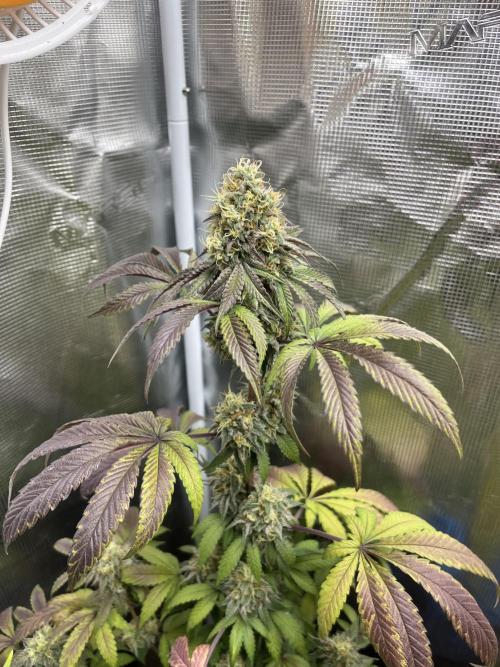 Papayton. Fastbuds. Week 13