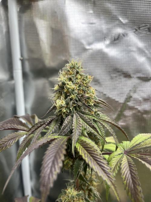 Papayton. Fastbuds. Week 13