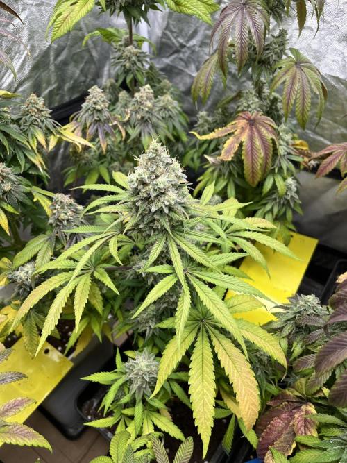 Gomu Gomu Mango. HighBreed. Week 13