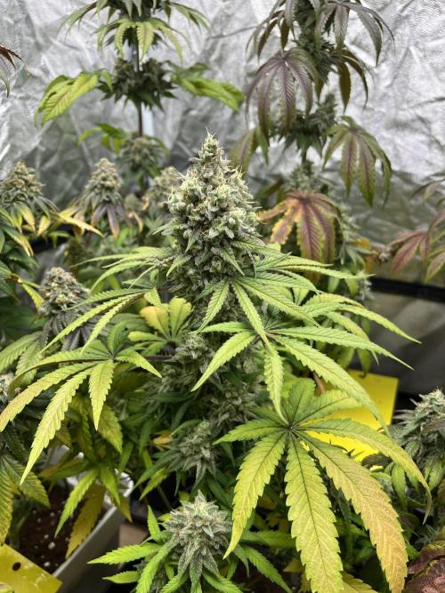 Gomu Gomu Mango. HighBreed. Week 13