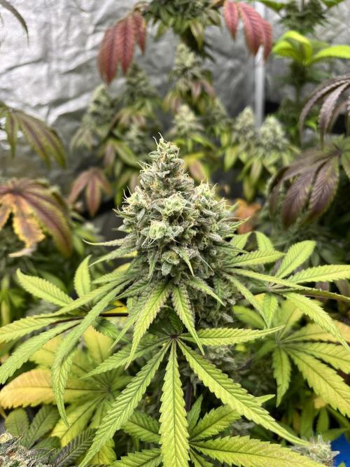 Gomu Gomu Mango. HighBreed. Week 13