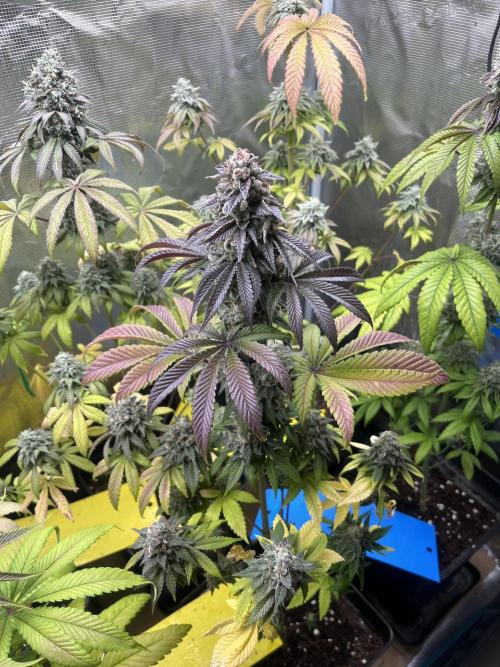 Drizl Pickl. Seedstockers. Week 13