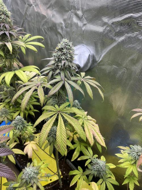 Drizl Pickl. Seedstockers. Week 13