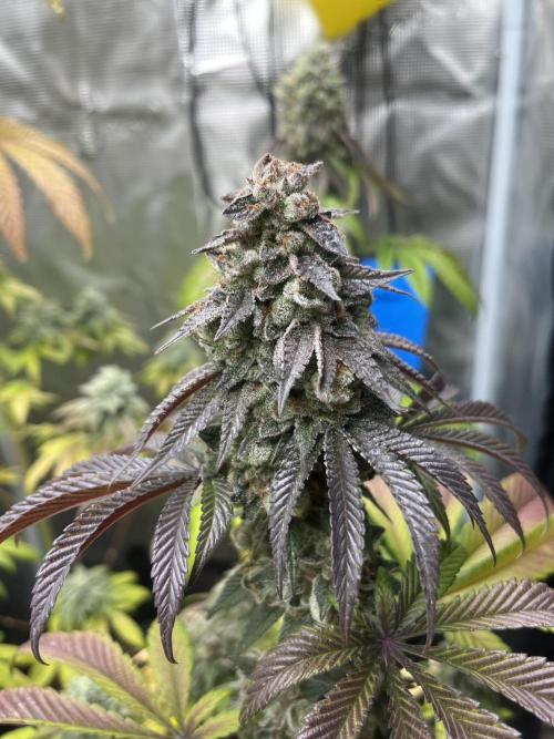Drizl Pickl. Seedstockers. Week 13