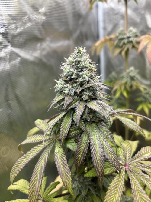 Drizl Pickl. Seedstockers. Week 13