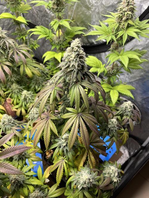 Barcelona Puff. Seedstockers. Week 13