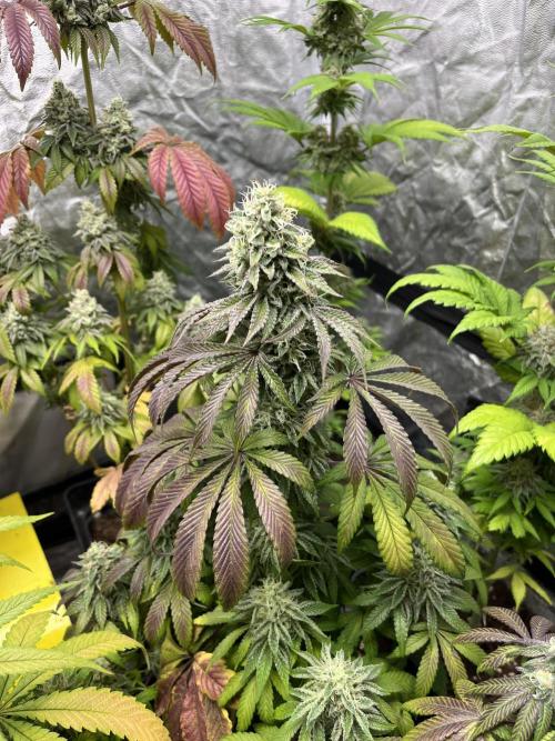 Barcelona Puff. Seedstockers. Week 13