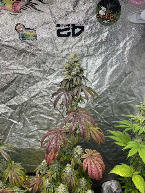 Barcelona Puff. Seedstockers. Week 13