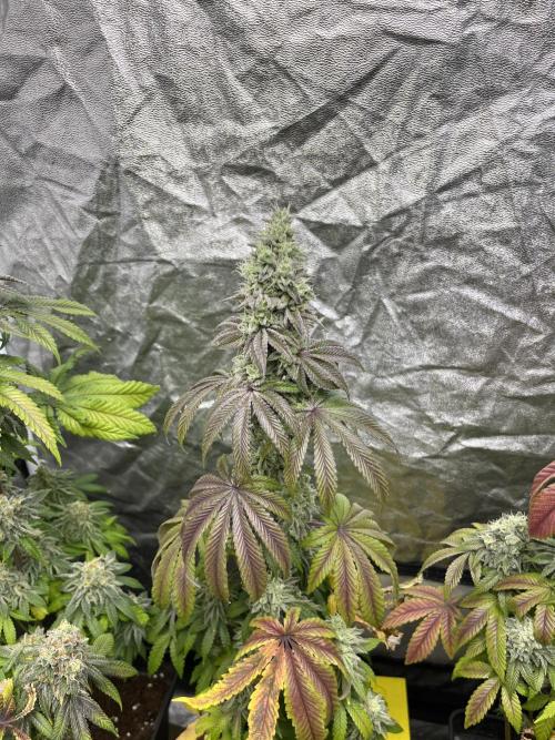 Barcelona Puff. Seedstockers. Week 13