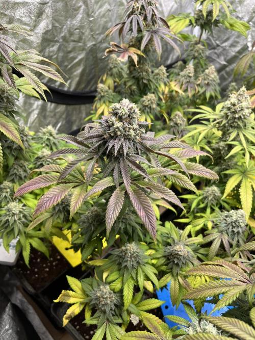 Fishy Zoap. Seedstockers. Week 13