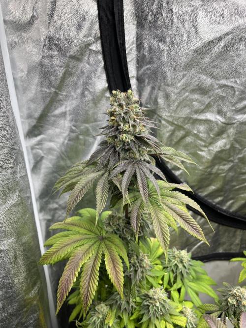 Fishy Zoap. Seedstockers. Week 13
