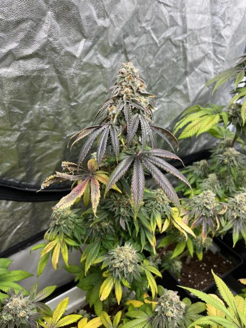 Fishy Zoap. Seedstockers. Week 13