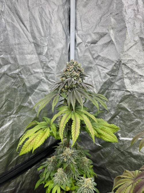 Fishy Zoap. Seedstockers. Week 13