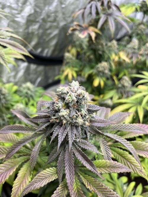 Fishy Zoap. Seedstockers. Week 13