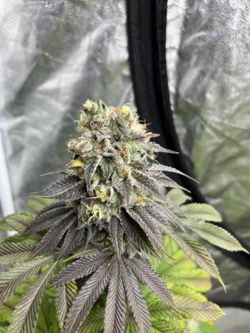 Fishy Zoap. Seedstockers. Week 13