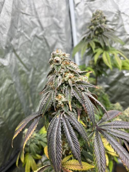 Fishy Zoap. Seedstockers. Week 13
