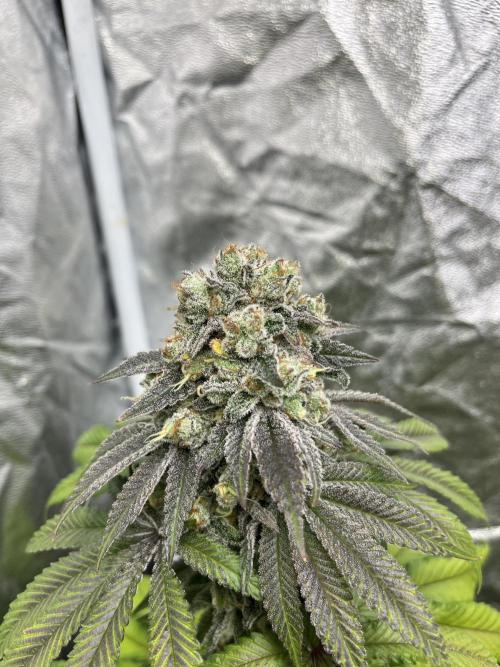 Fishy Zoap. Seedstockers. Week 13