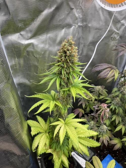 Green Gelato. RoyalQueenSeeds. Week 13