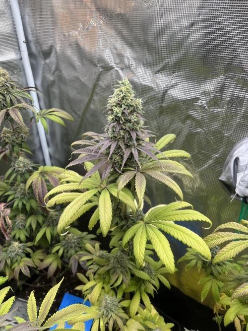 Green Gelato. RoyalQueenSeeds. Week 13