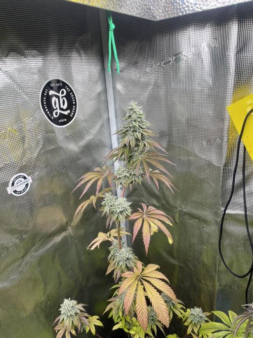 Pink Sunset. Silentseeds. Week 13