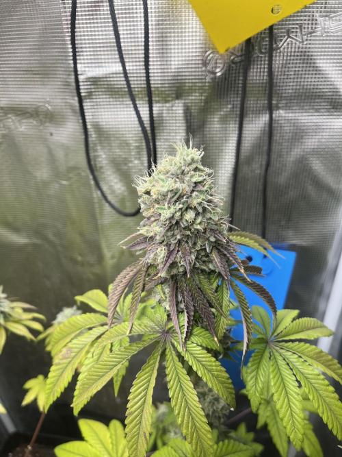 Pink Sunset. Silentseeds. Week 13