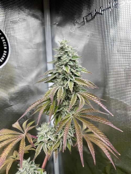 Pink Sunset. Silentseeds. Week 13