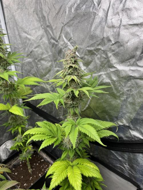Kiwi x Papaya. Mavericks Genetics. Week 13