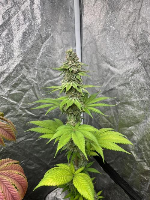 Kiwi x Papaya. Mavericks Genetics. Week 13