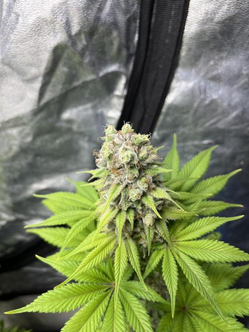 Kiwi x Papaya. Mavericks Genetics. Week 13