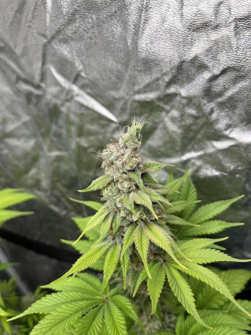 Kiwi x Papaya. Mavericks Genetics. Week 13