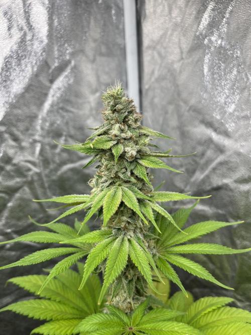 Kiwi x Papaya. Mavericks Genetics. Week 13