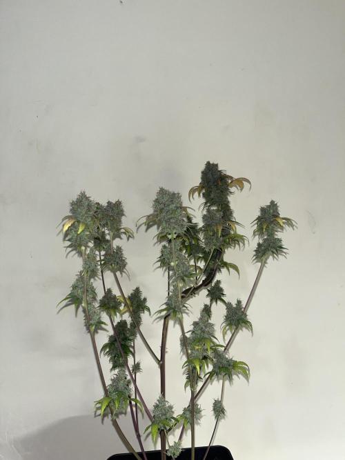 GG4. MSNL. Week 13