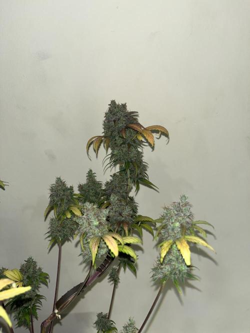 GG4. MSNL. Week 13