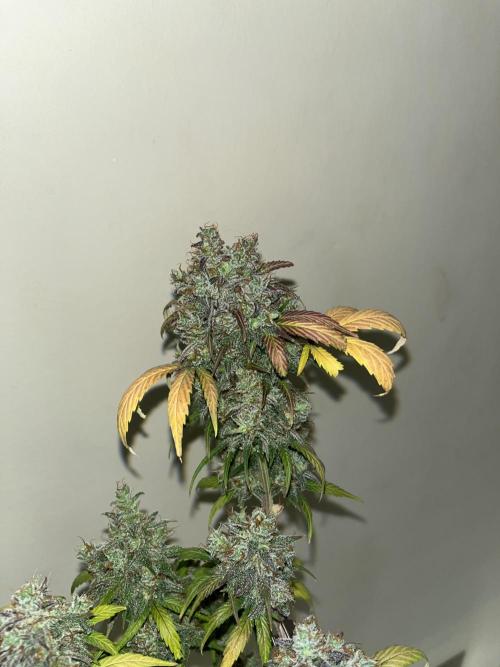 GG4. MSNL. Week 13