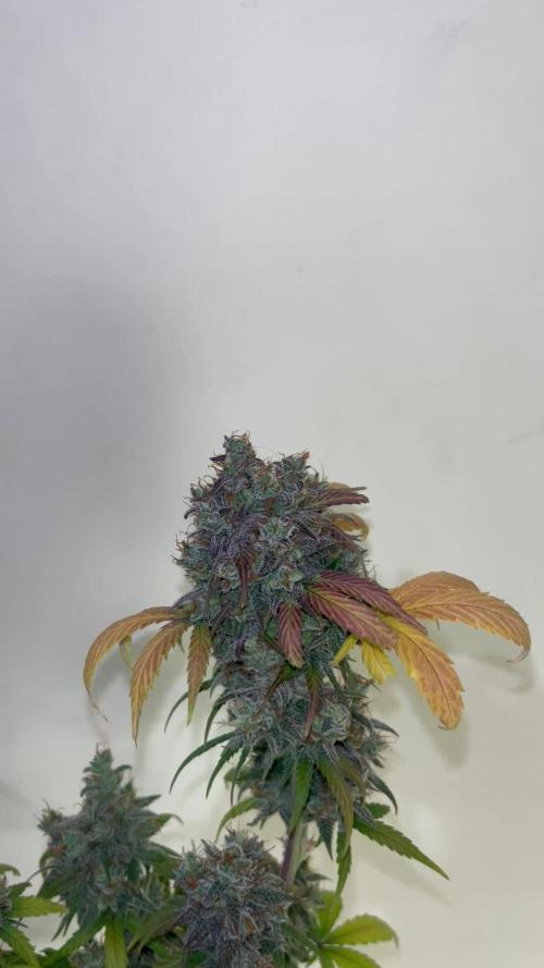 GG4. MSNL
