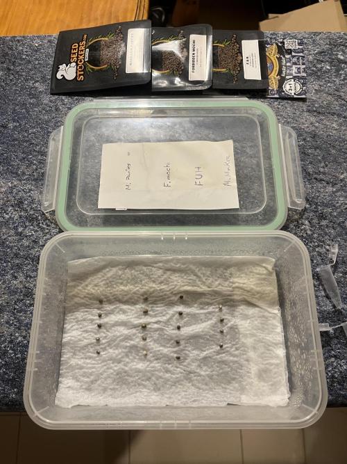 Forbidden Mochi. Seedstockers. Week 0