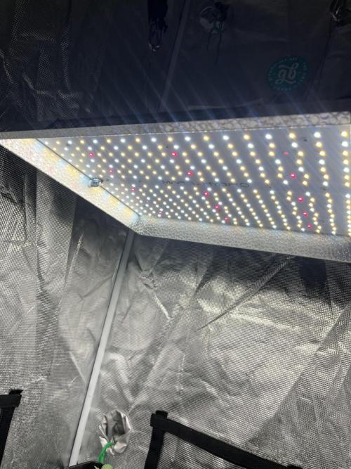 Forbidden Mochi. Seedstockers. Week 0