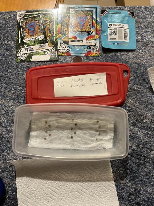 Gorilla Girl F1. Sweetseeds. Week 0