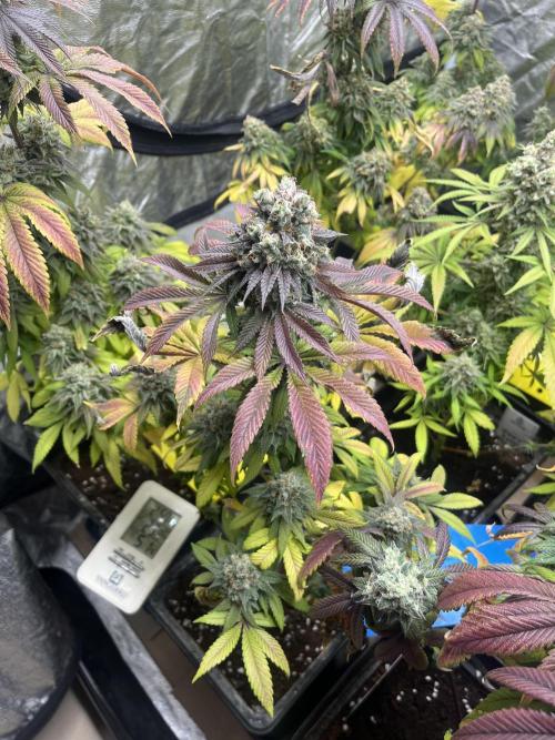 Fishy Zoap. Seedstockers. Week 14