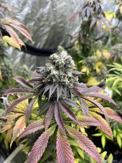 Fishy Zoap. Seedstockers. Week 14