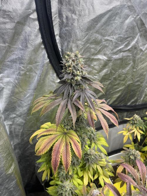 Fishy Zoap. Seedstockers. Week 14
