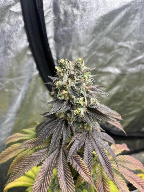 Fishy Zoap. Seedstockers. Week 14