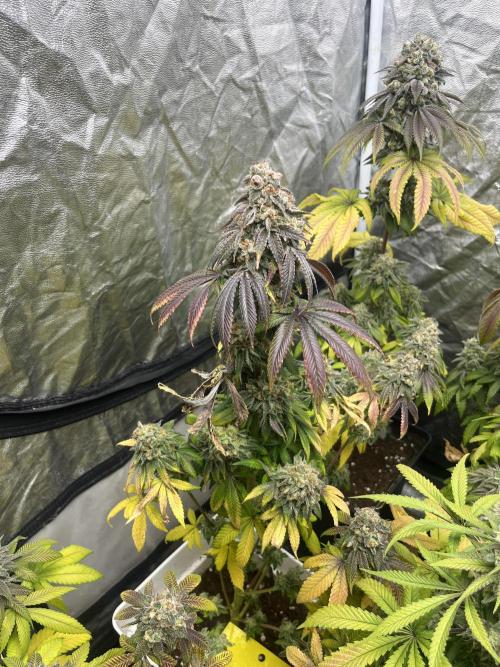 Fishy Zoap. Seedstockers. Week 14