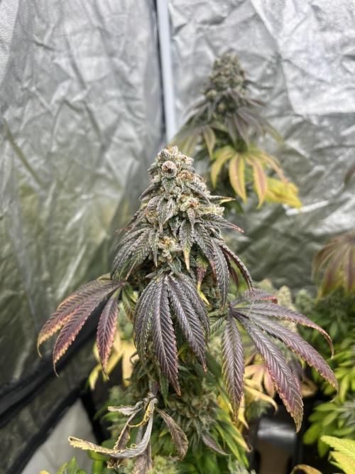 Fishy Zoap. Seedstockers. Week 14