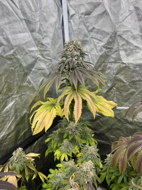 Fishy Zoap. Seedstockers. Week 14