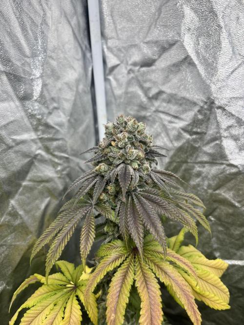 Fishy Zoap. Seedstockers. Week 14